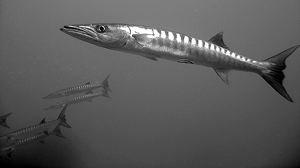 Barracuda Red Sea